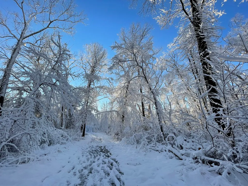 Snow along Flatlick Creek in Centreville
