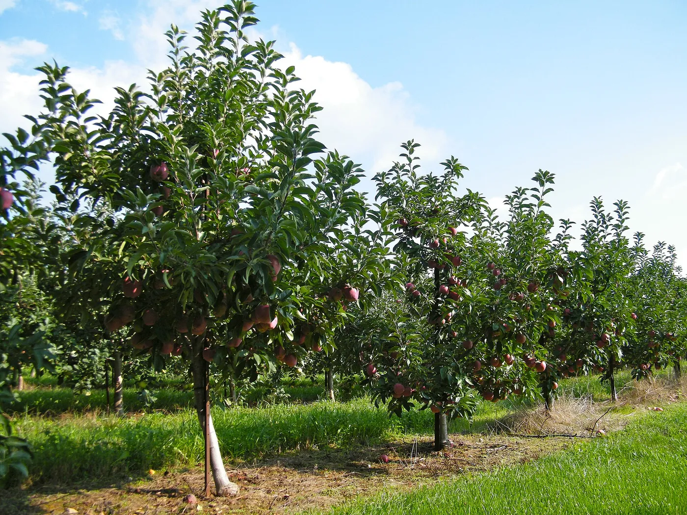 Apple orchards in Frederick County, west of Winchester